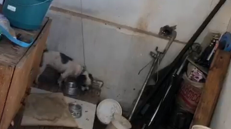 Homem é preso em flagrante por maus tratos; cachorro estava preso por corda