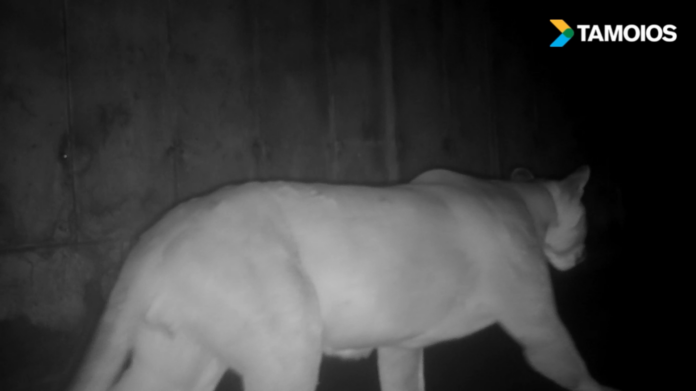 onça-parda tamoios