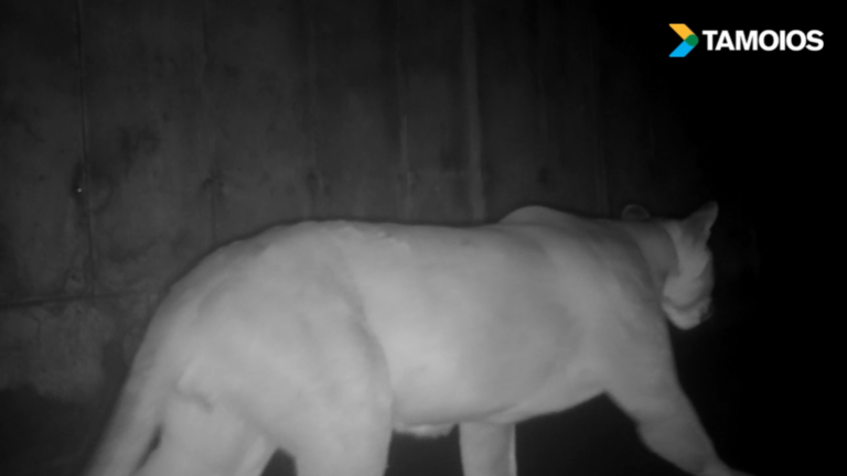 onça-parda tamoios
