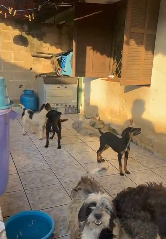 Homem é preso e animais são resgatados em situação de maus tratos