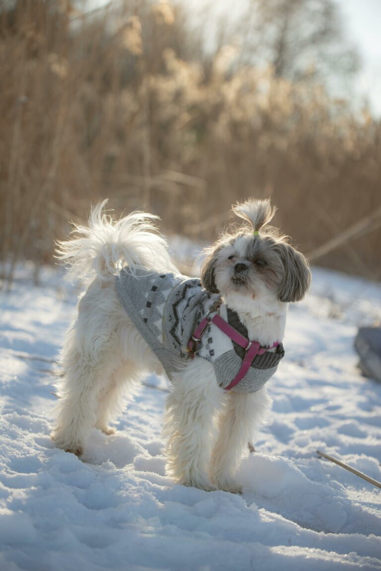 Queda da temperatura pode afetar os pets; confira dicas