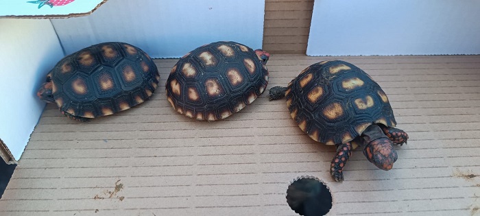 Guarda Ambiental de Praia Grande flagra venda ilegal de animais silvestres