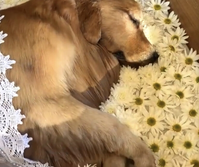 Cachorro que morreu em voo é velado em Pindamonhangaba