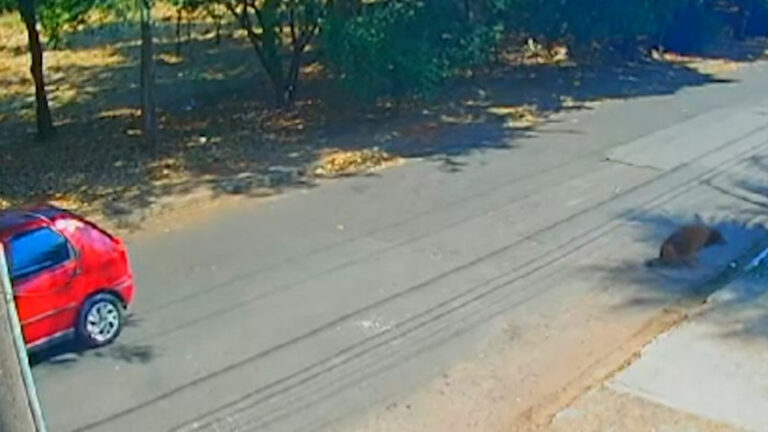 Mulher atropela cão e foge sem prestar socorro; veja imagens