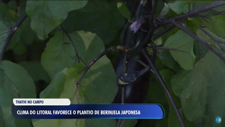 Clima litorâneo favorece o cultivo de berinjelas em Caraguatatuba