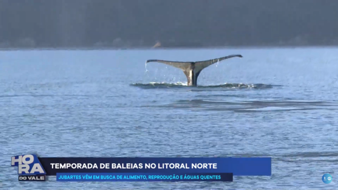 Equipe da TV Thathi SBT flagra baleia jubarte no Litoral Norte