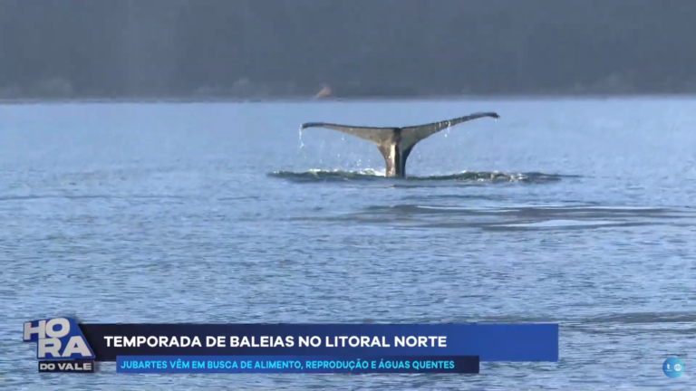 Equipe da TV Thathi SBT flagra baleia jubarte no Litoral Norte