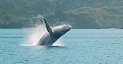 Dentro de Aquabus, passageiro flagra salto de baleia jubarte em Ihabela