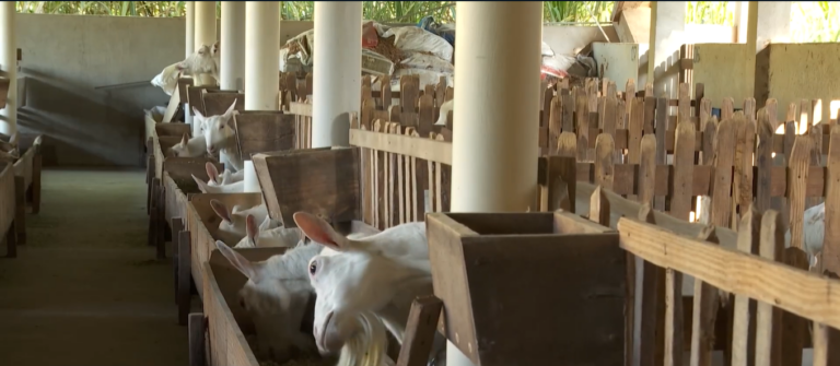 Conheça a fazenda onde é produzido o queijo de cabra