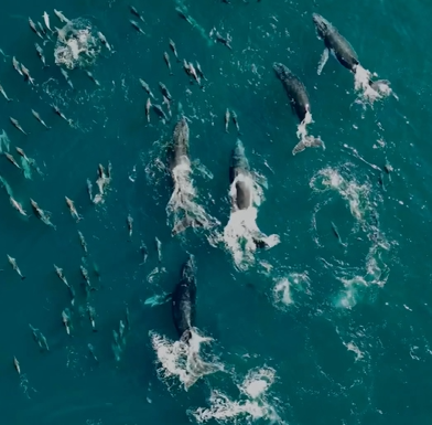 baleias jubarte litoral norte sp