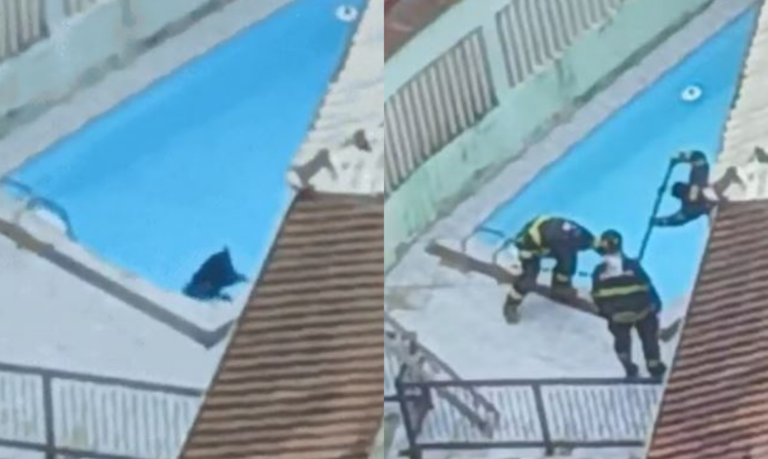 Cachorro sozinho em casa cai em piscina e é salvo por bombeiros