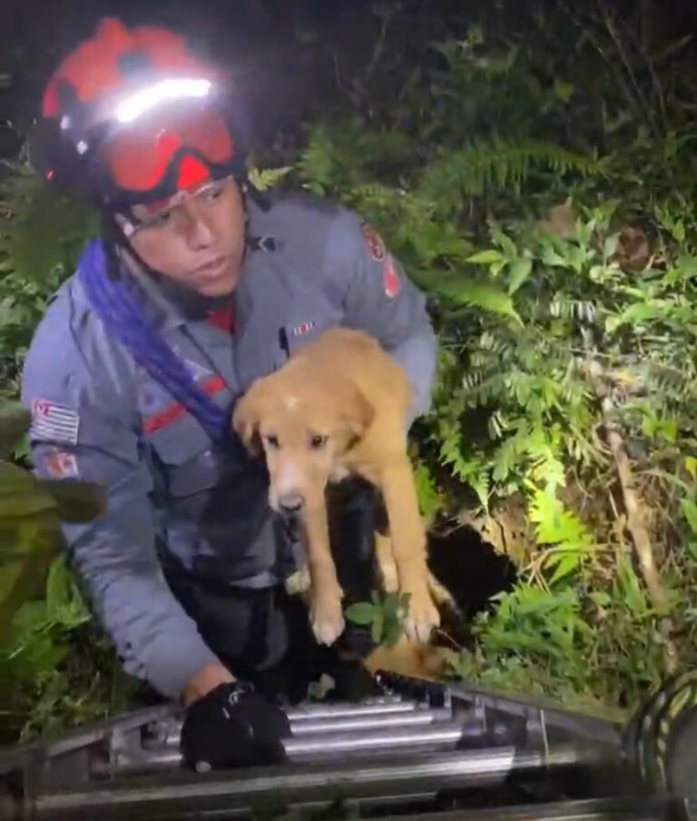 Filhote de cachorro é resgatado de poço em São José
