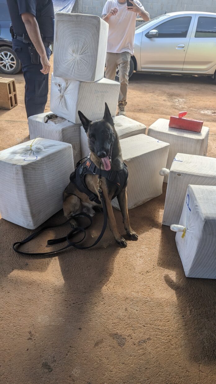 Grande quantidade de maconha é apreendida em Limeira