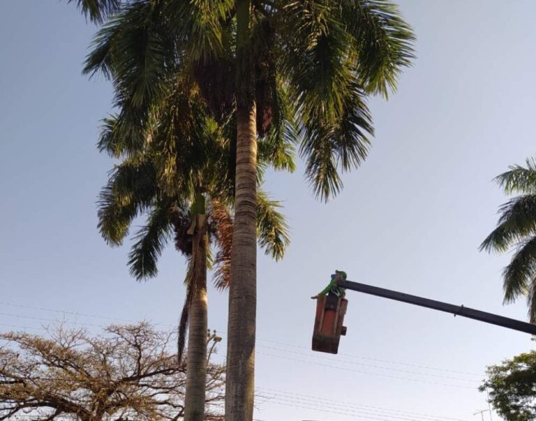 Prefeitura de Araçatuba inicia manejo para controle da infestação do bicho barbeiro nesta segunda
