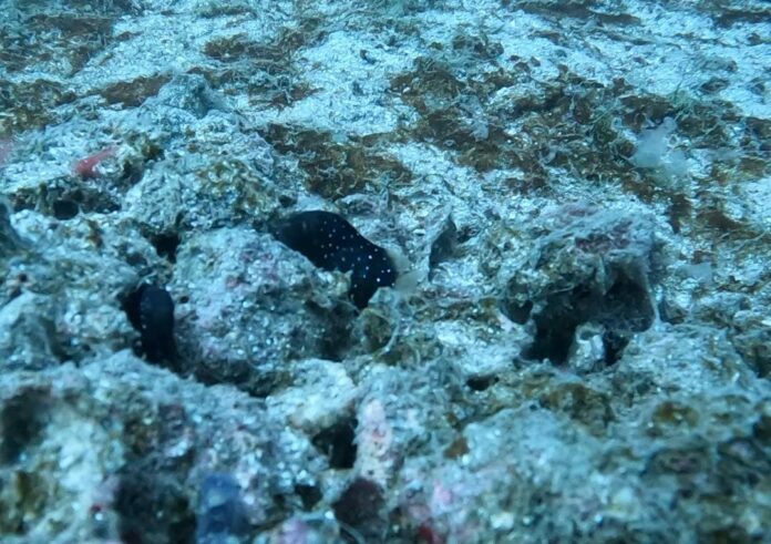 WhatsApp Image 2024-06-10 at 12.50.53 Espécie rara de peixe é avistada no Litoral Norte de SP