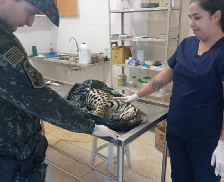 Jaguatirica é encontrada morta na estrada Gabriel Melhado em Bilac