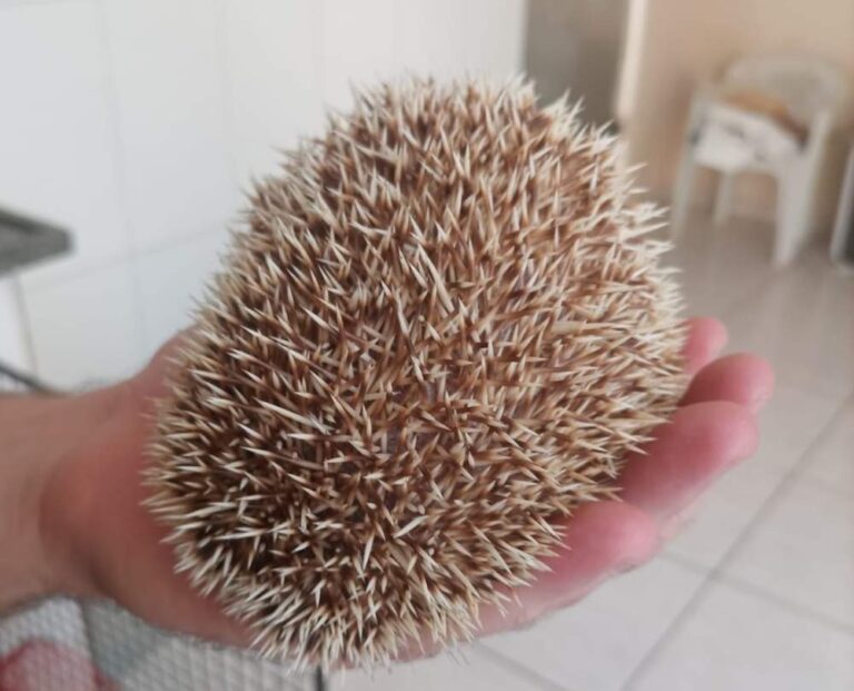 Morador de Araçatuba é autuado por manter ouriços africanos sem licença