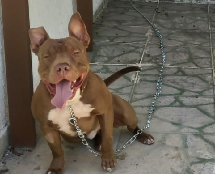 Casal é atacado por Pitbull no Litoral Norte de SP