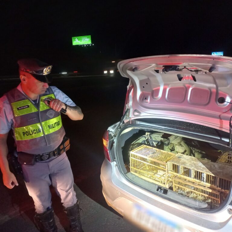 Pássaros silvestres são encontrados em porta-malas pela Polícia Rodoviária