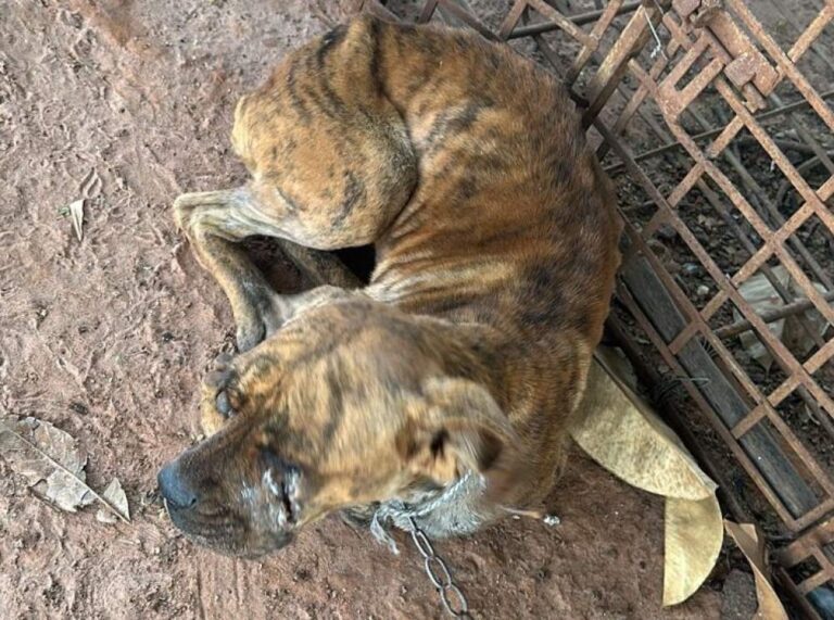 Morador de Valparaíso é detido por maus-tratos durante operação policial