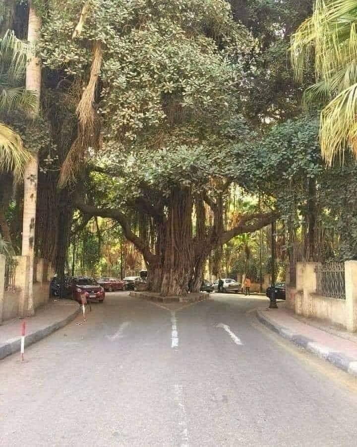 Arquitetos e engenheiros lenhadores