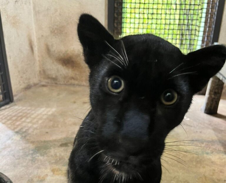 Bosque Zoológico Fábio Barreto recebe onça-pintada; conheça a nova moradora