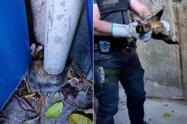 Saruê ‘bravo’ é encontrado dentro de academia de Guarujá e solto em mata; VÍDEO