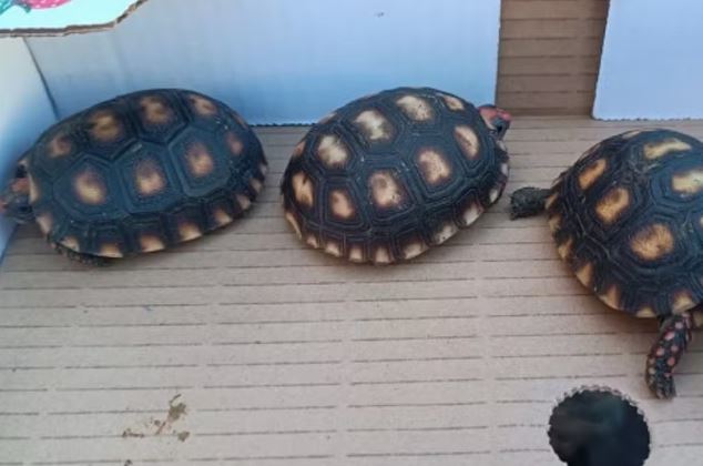 Homem esconde filhotes de jabuti no bolso e é preso por venda ilegal em feira de Praia Grande