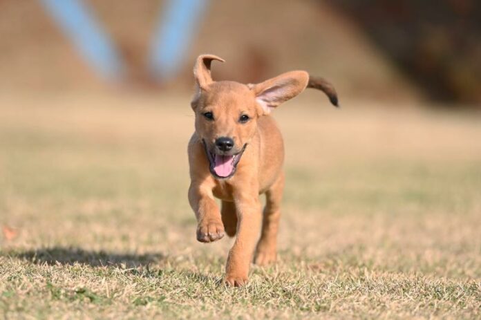 Crédito: Rogério Capela