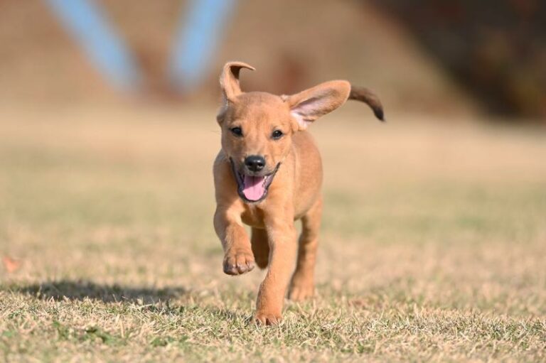 Crédito: Rogério Capela