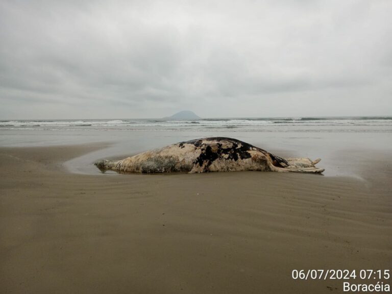 Quatro carcaças de baleias são avistadas no Litoral Norte