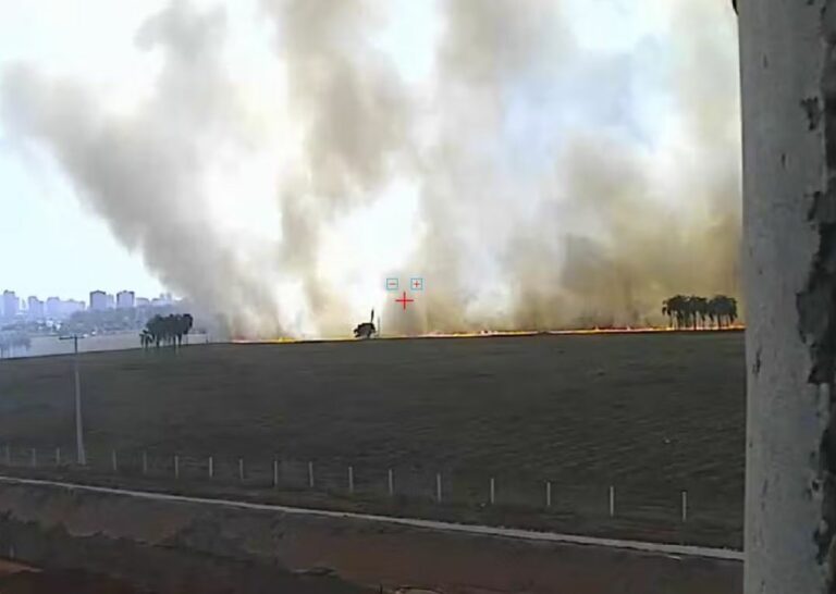 Incêndio em Araçatuba deixa tamanduá gravemente ferido e devasta área próxima à Rodovia Marechal Rondon