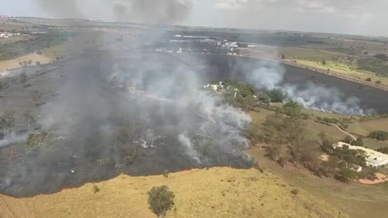 Tamanduá-bandeira morre após incêndio devastador em Araçatuba