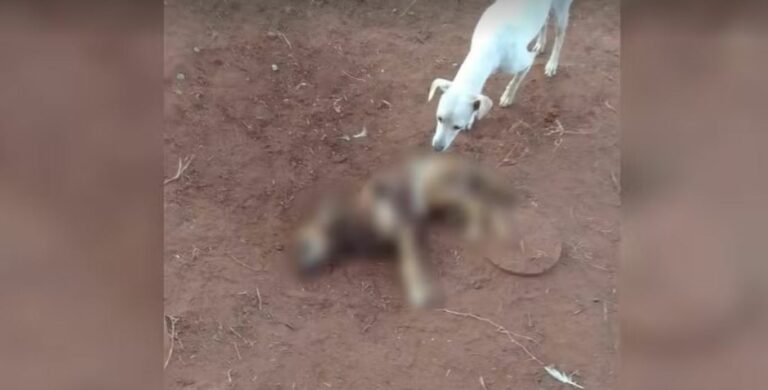 Cães são mortos em abrigo de animais no interior de SP