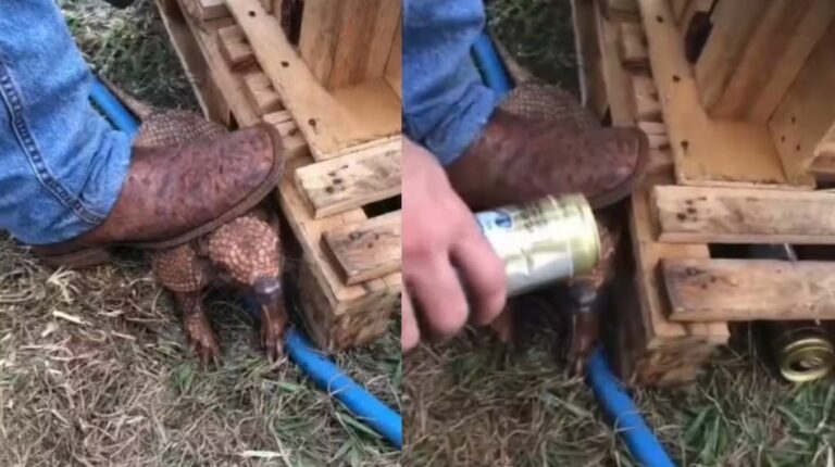 Homem é multado em R$ 3 mil por pisar em tatu e obrigá-lo a beber cerveja no interior de SP