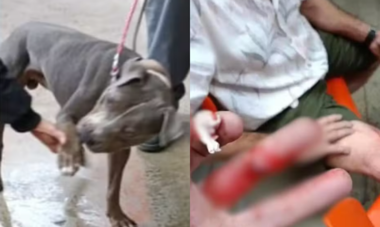 Criança de dois anos, pai e avô são atacados por pitbull em supermercado de Santos