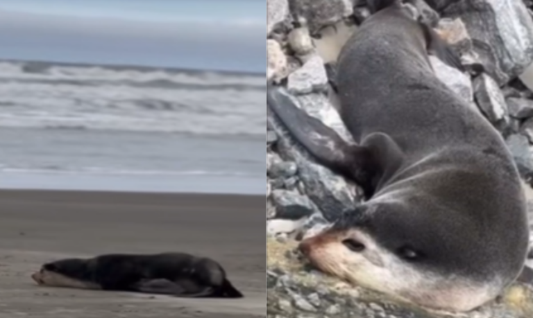 Lobos-marinhos aparecem descansando em praias do litoral de SP; VÍDEOS