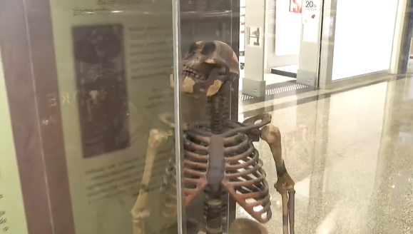 Conheça a exposição ‘Caminhos da Evolução’ que está aberta para visitantes até o fim de julho