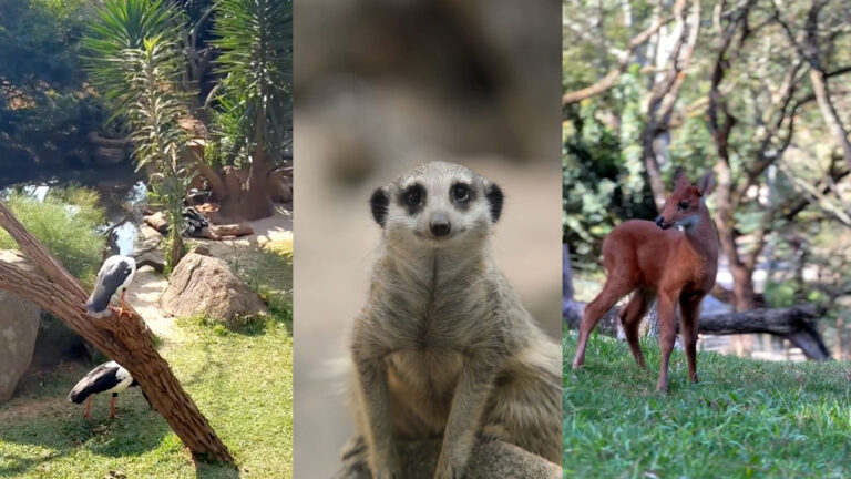 Zoológico de Itatiba ficará aberto todos os dias deste mês com diversas atrações