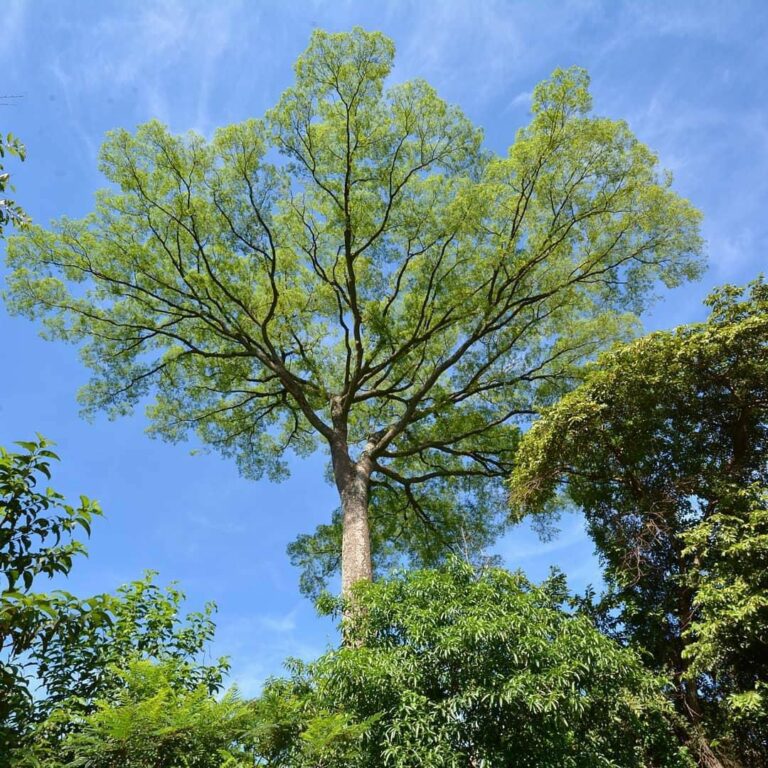Inscrições abertas: Mata de Santa Genebra está com agenda aberta para visitas