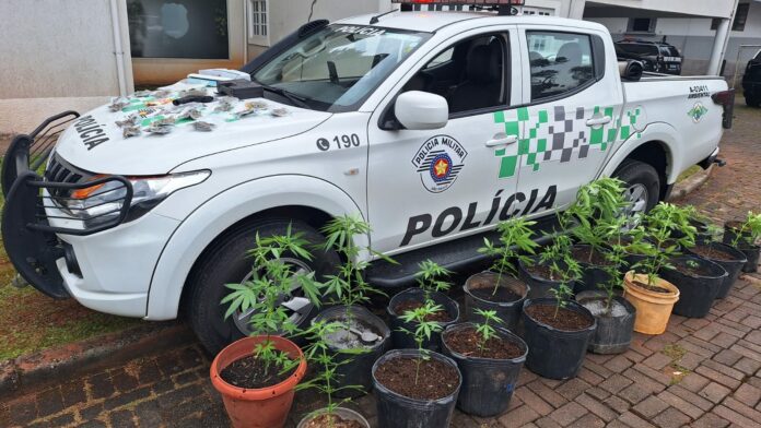 21 pés de maconha santo antônio do pinhal