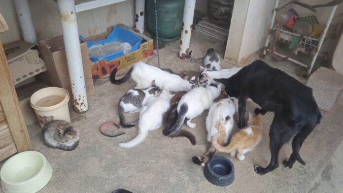 Proprietária da casa onde os animais foram encontrados em Campinas foi multada em R$ 213,00