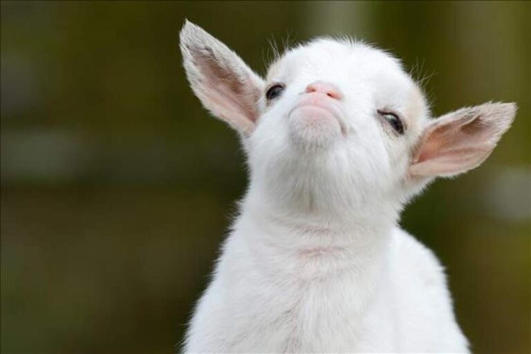 Justiça manda Prefeitura de Votuporanga devolver porco e cabra de estimação a tutor