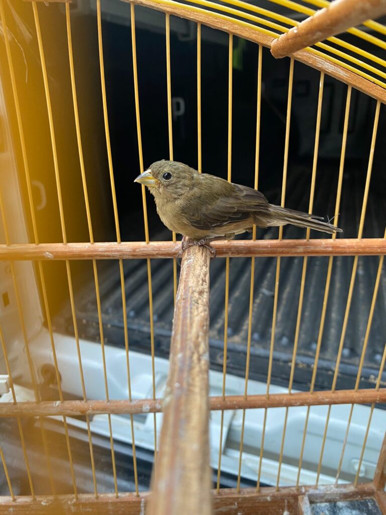 Homem é multado em R$ 41 mil por manter aves em cativeiro e fabricar partes de balão