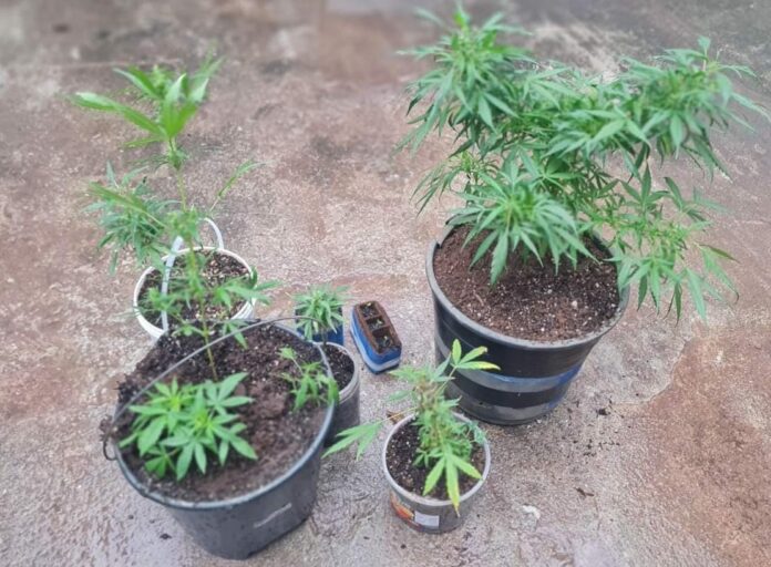 Homem é preso por cultivo e venda de maconha no interior de SP