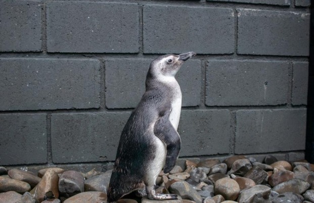 Temporada de pinguins começa no Litoral Norte de São Paulo