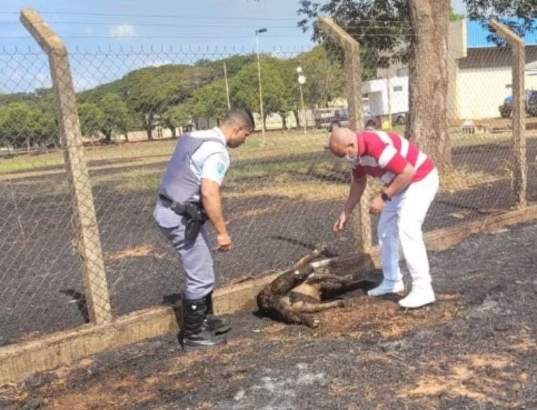 Tamanduá é resgatado com graves queimaduras durante em incêndio em Araçatuba