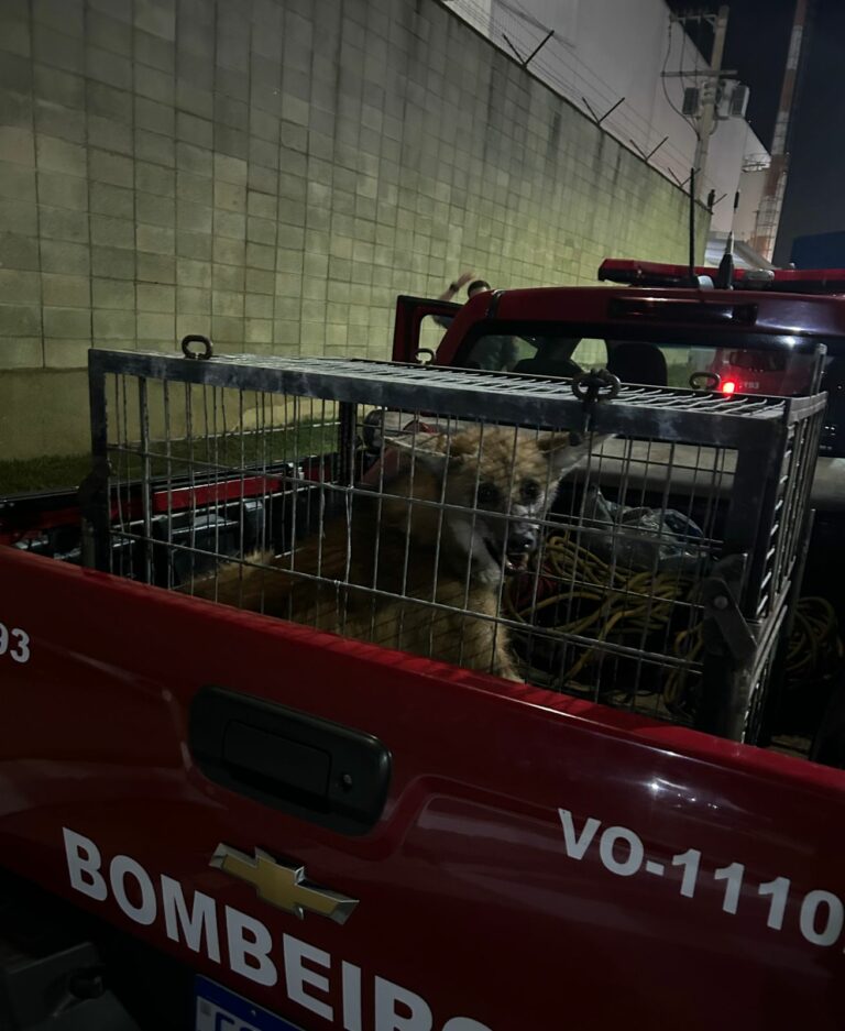 Lobo-guará é encontrado dentro do aeroporto de São José