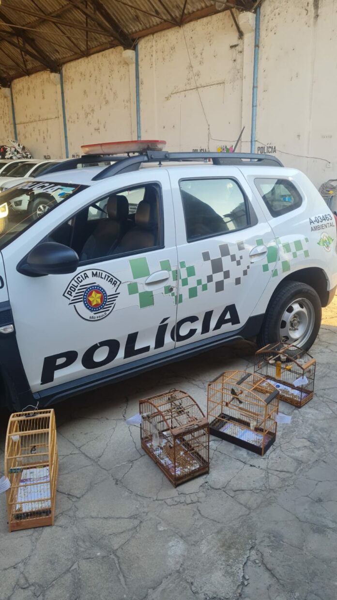 Sete aves são resgatadas de cativeiro irregular em Taubaté