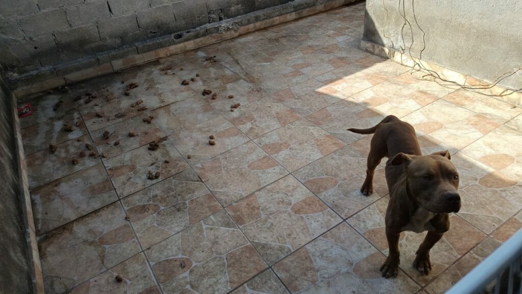 cão resgatado taubaté